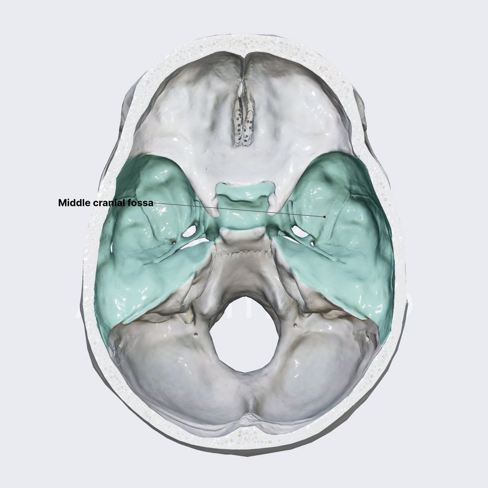 Middle cranial fossa