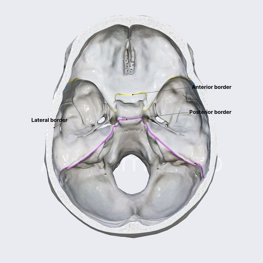 Middle cranial fossa (borders)