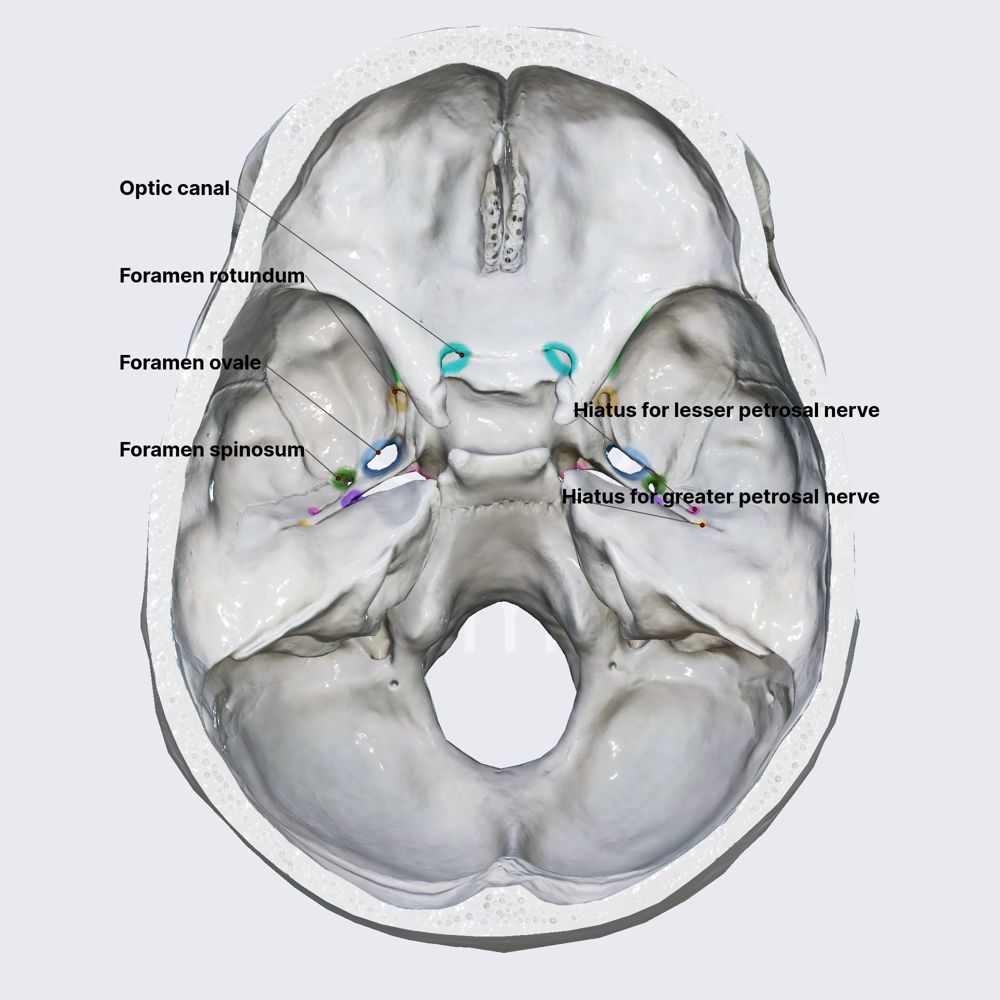 Middle cranial fossa (openings)