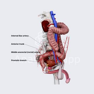 Middle (anorectal) rectal artery (male pelvis) image