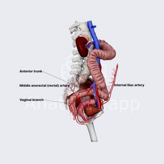 Middle (anorectal) rectal artery (female pelvis) image