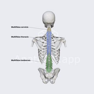 Multifidus muscles image
