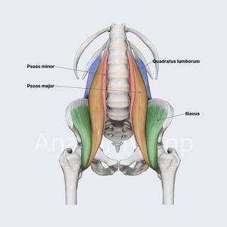 Posterior abdominal wall muscles (overview) image
