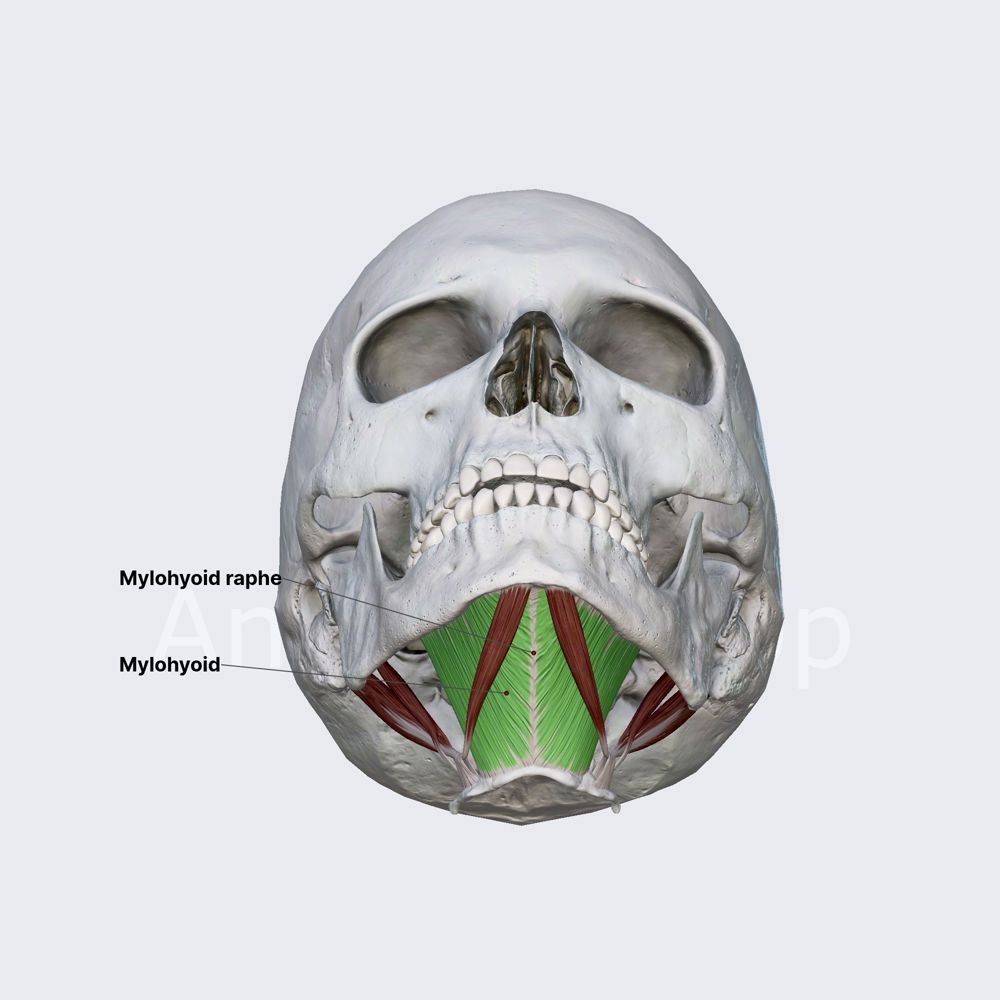 Mylohyoid