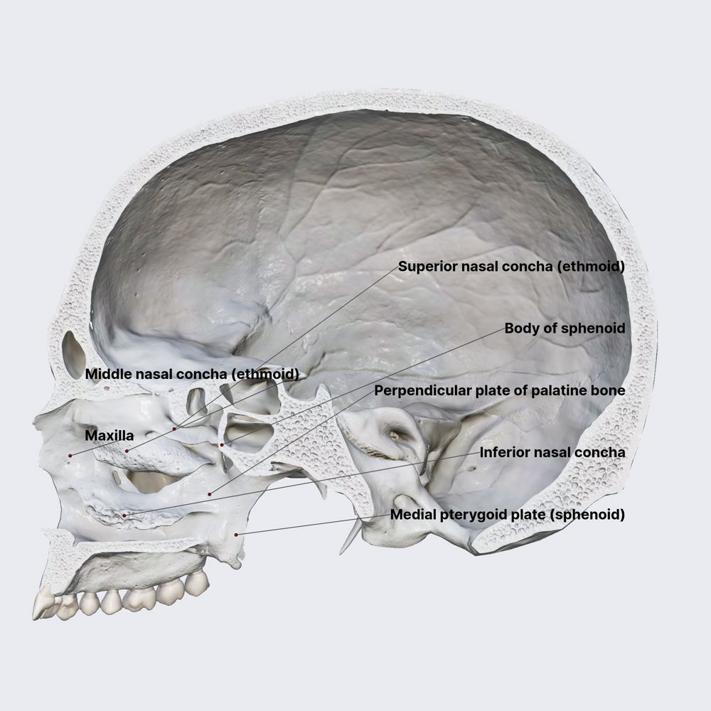 Nasal cavity