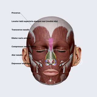 Nasal group of facial muscles image