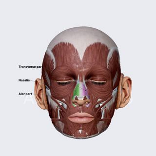 Nasalis (overview) image