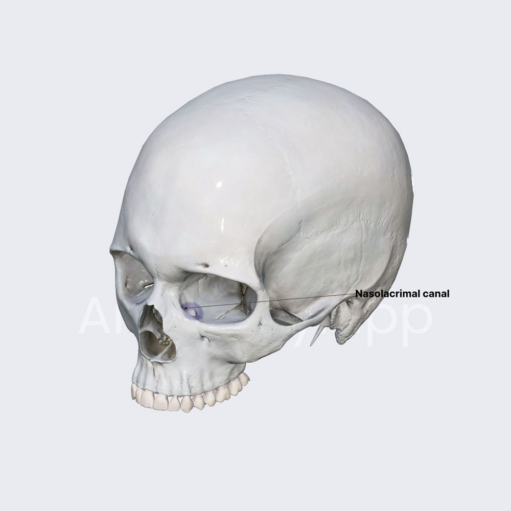 Nasolacrimal canal