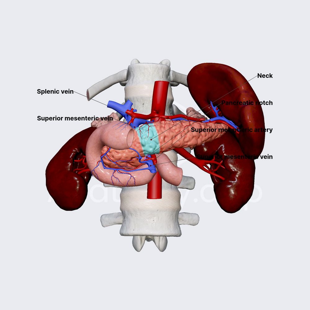 Neck of pancreas