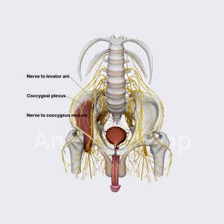 Nerve to coccygeus muscle (male pelvis) image