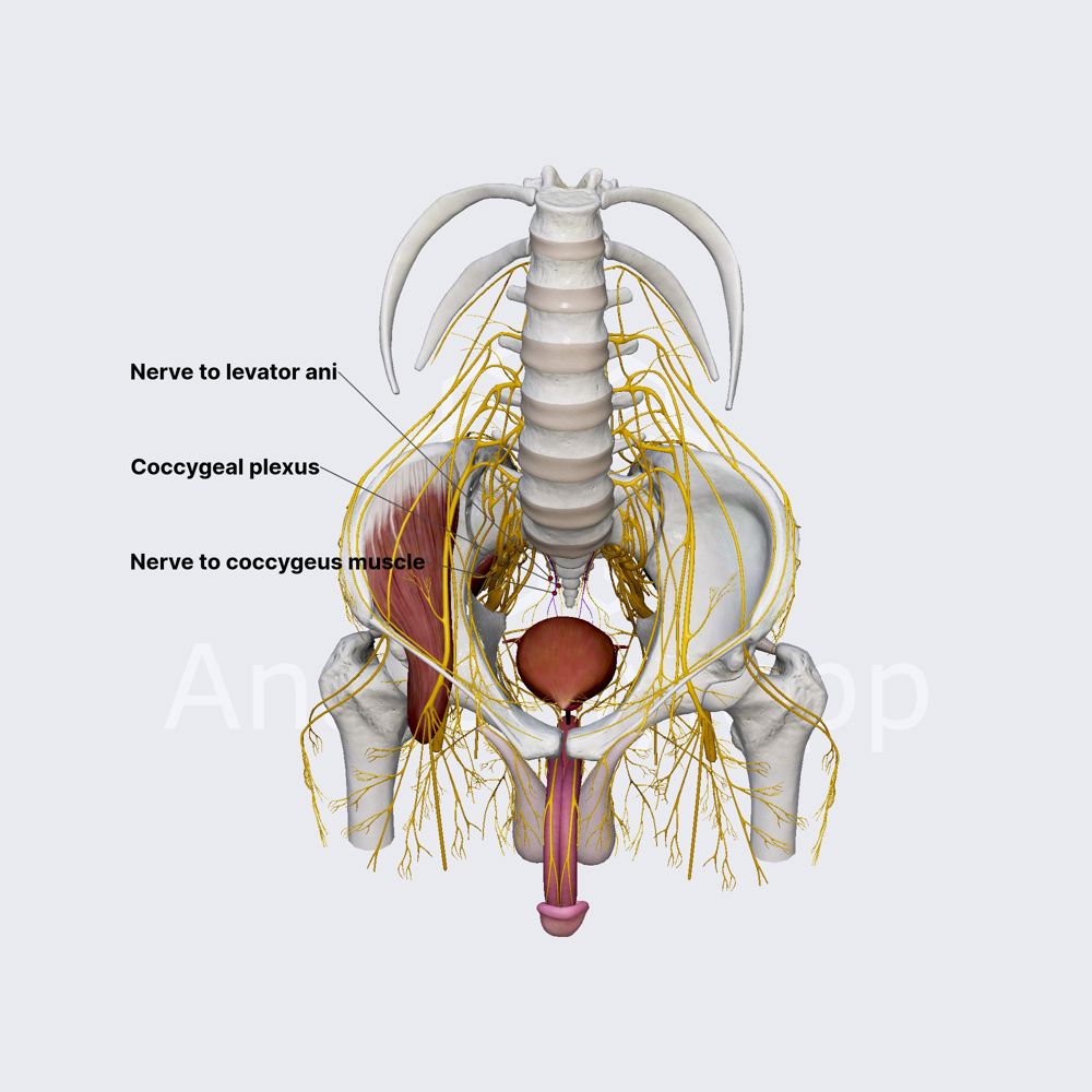 Nerve to coccygeus muscle