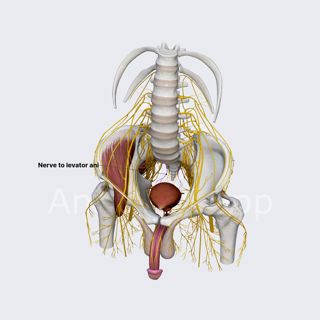 Nerve to levator ani (male pelvis) image