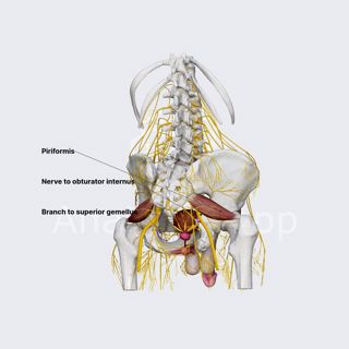 Nerve to obturator internus (male pelvis) image