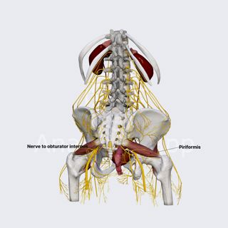 Nerve to obturator internus (female pelvis) image