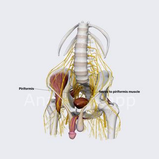 Nerve to piriformis muscle (male pelvis) image