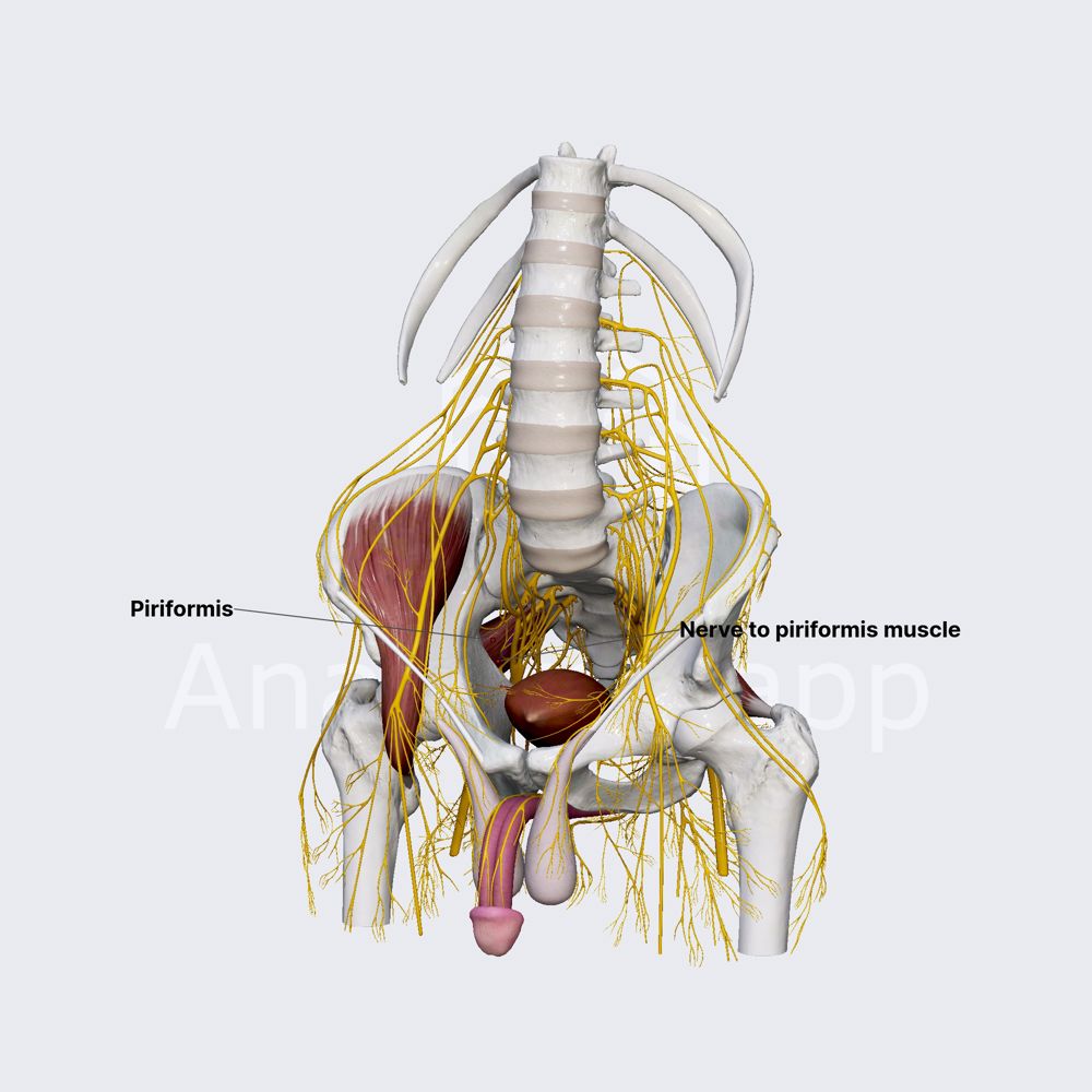 Nerve to piriformis muscle 