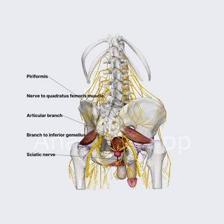 Nerve to quadratus femoris muscle (male pelvis) image