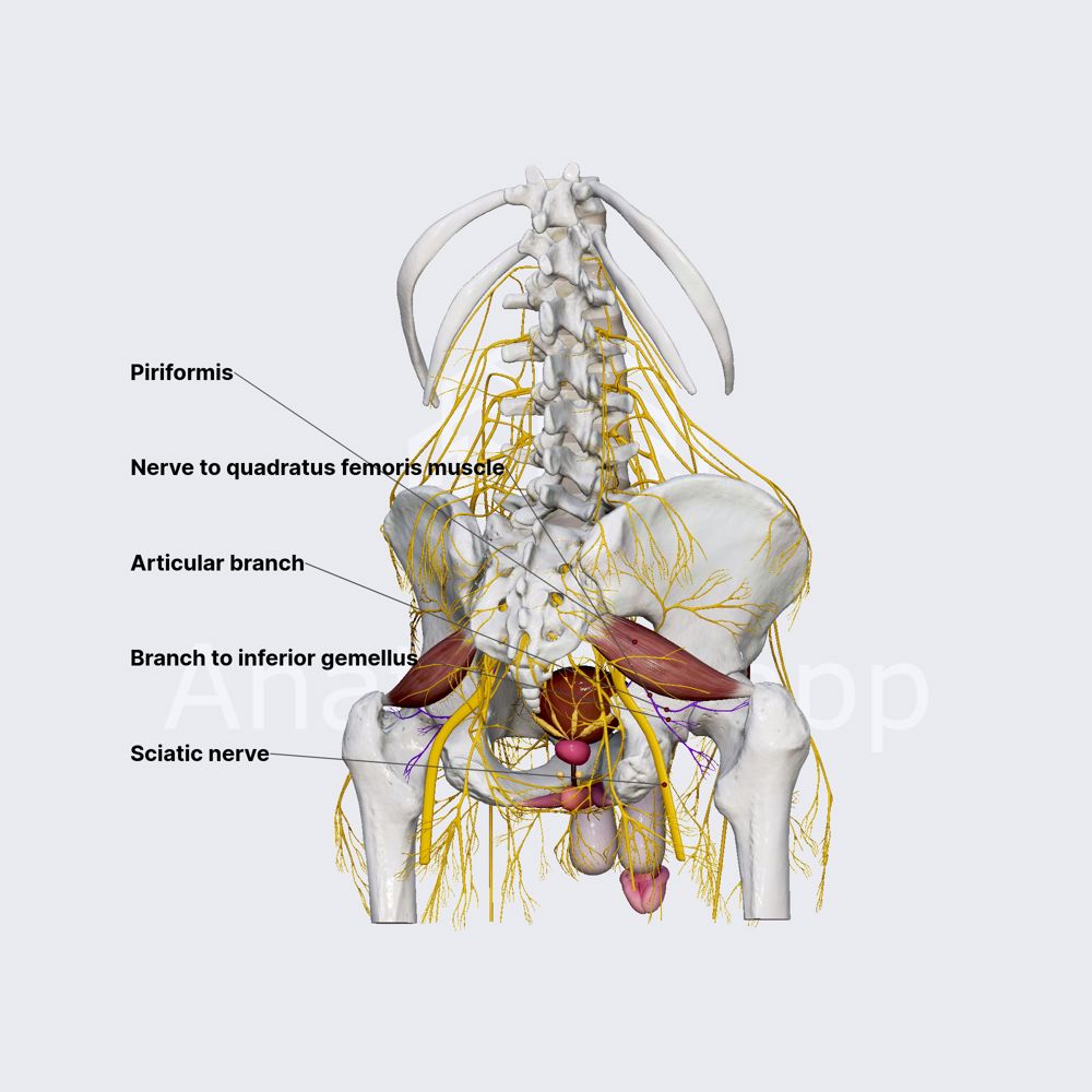 Nerve to quadratus femoris muscle