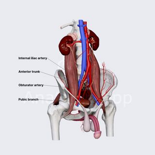 Obturator artery (male pelvis) image