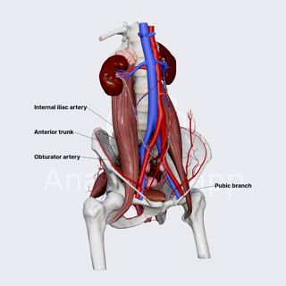 Obturator artery (female pelvis) image