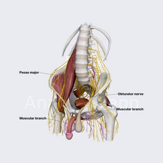 Obturator nerve (male pelvis) image