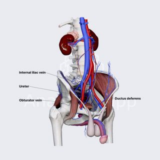 Obturator veins image