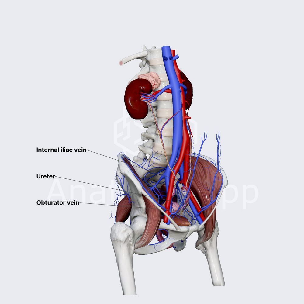 Obturator veins