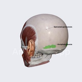 Occipitalis muscle (occipital belly of occipitofrontalis) image