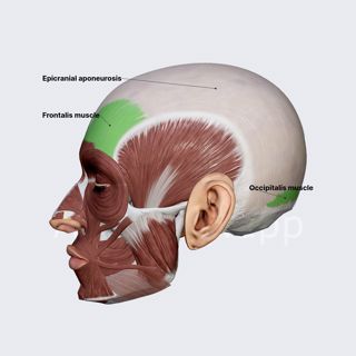 Occipitofrontalis (overview) image