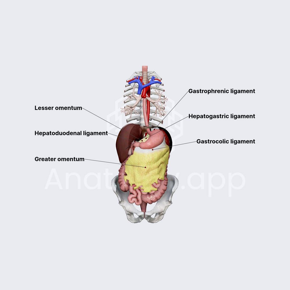 Omentum