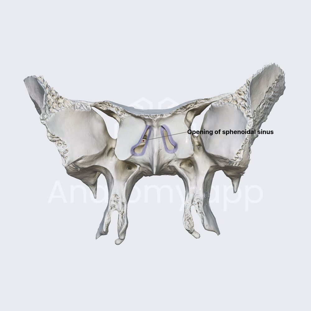 Opening of sphenoidal sinus