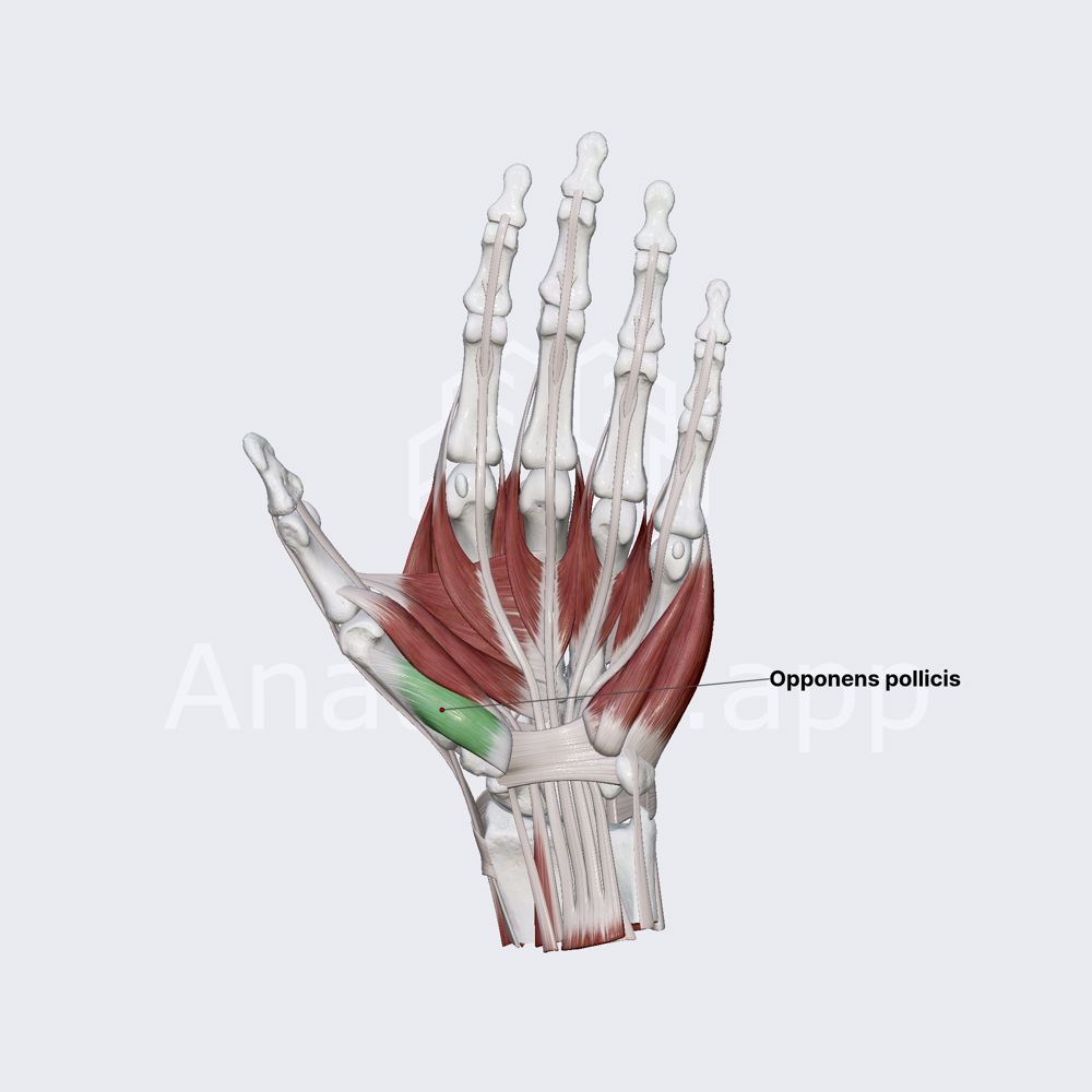 Opponens pollicis