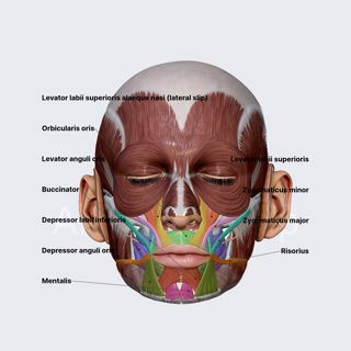 Oral group of facial muscles image