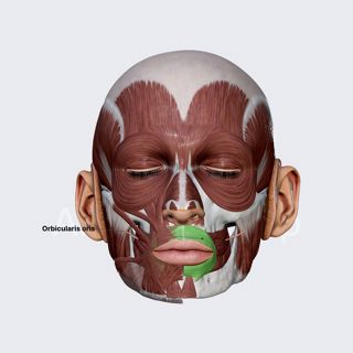 Orbicularis oris image