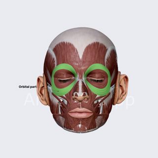 Orbital part of orbicularis oculi image
