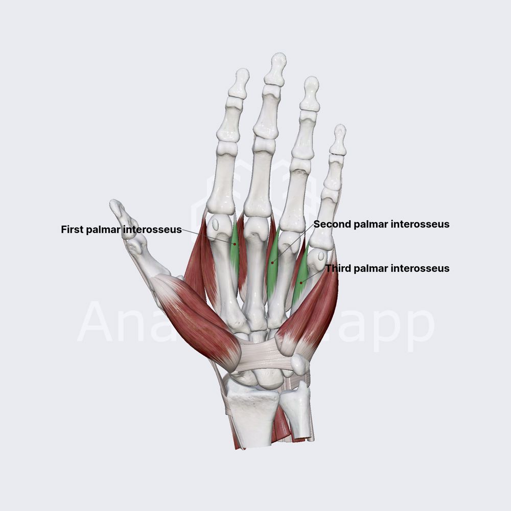 Palmar interossei