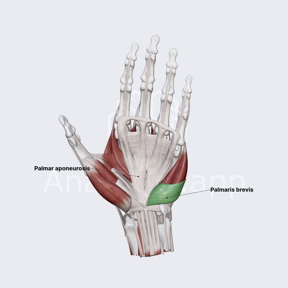 Palmaris brevis