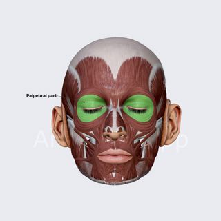 Palpebral part of orbicularis oculi image