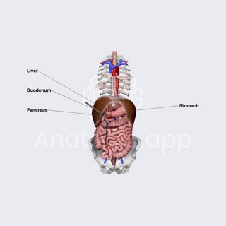 Pancreas (overview) image