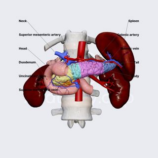 Parts of pancreas image