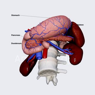 Pancreas image