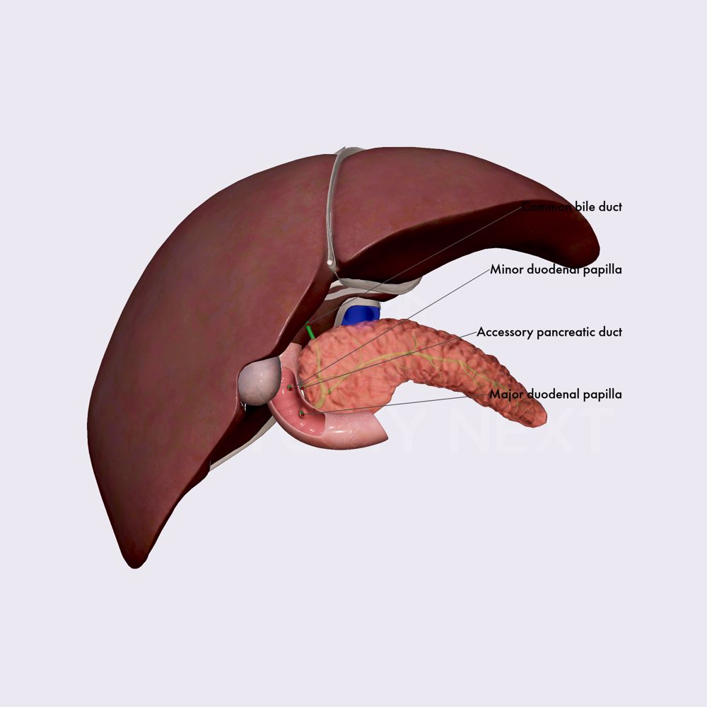 Pancreatic ducts