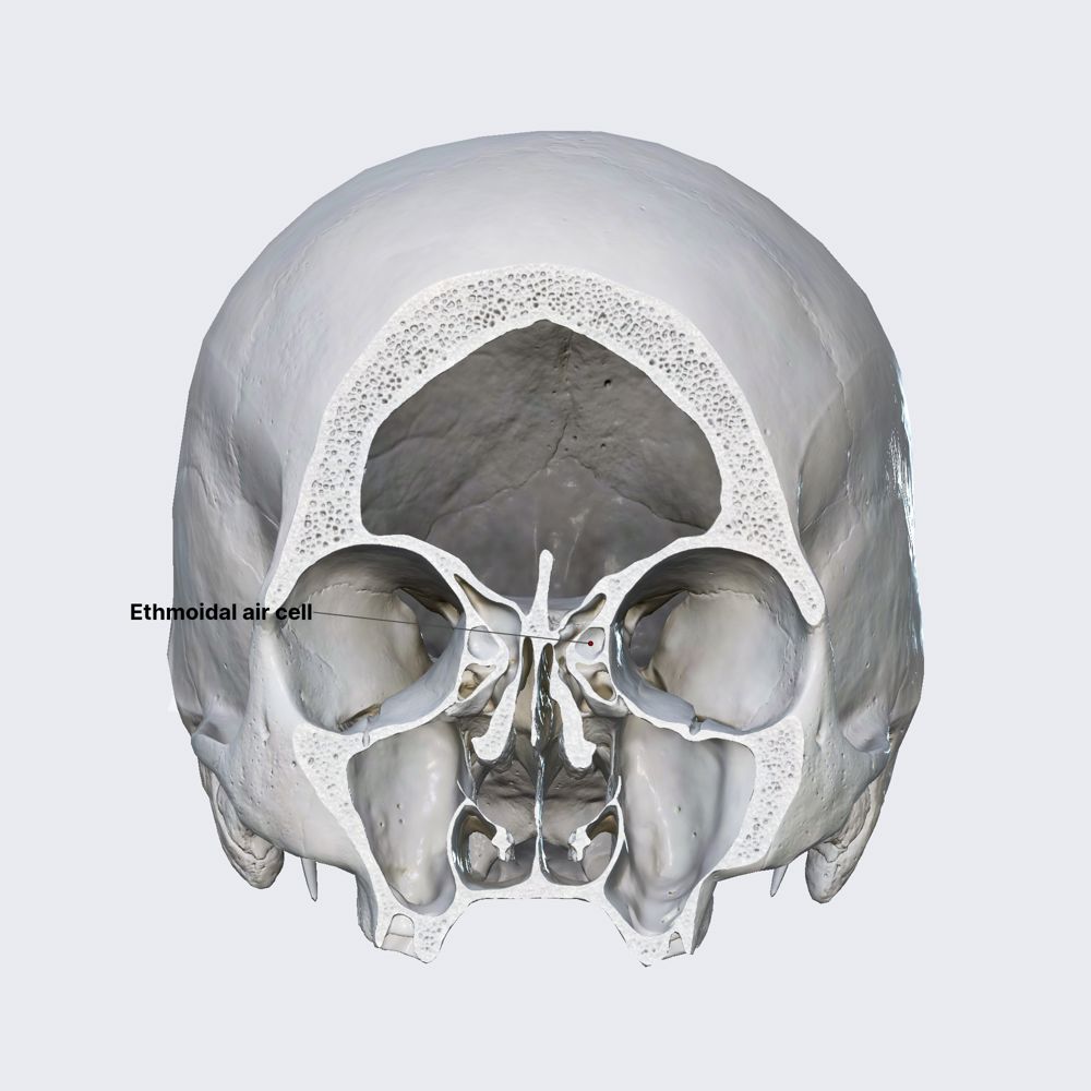 Paranasal sinuses and ethmoidal air cells