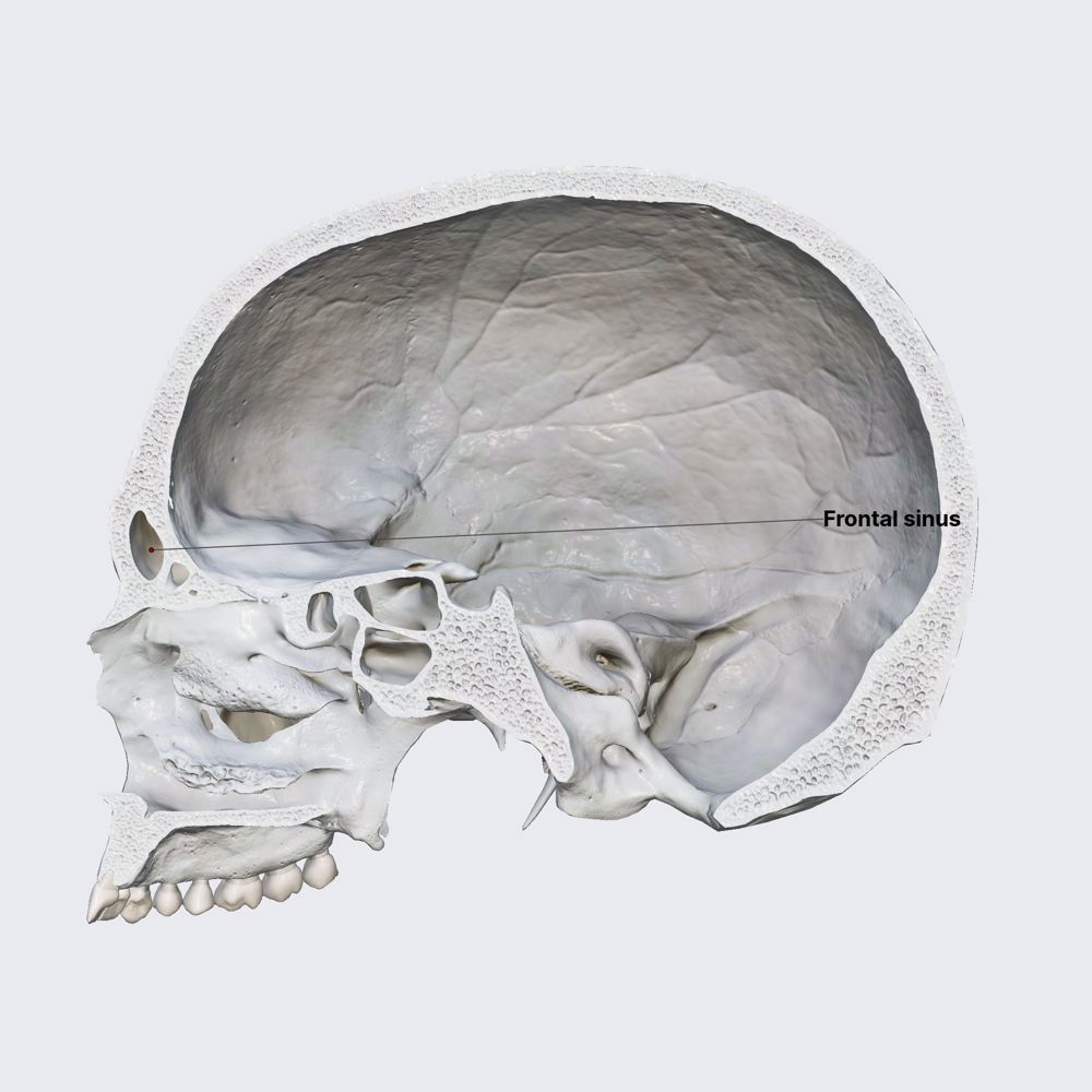 Frontal sinus