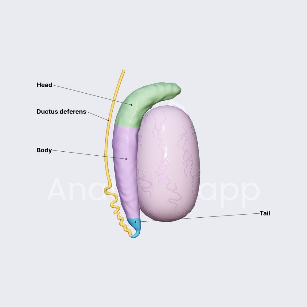 Parts of epididymis