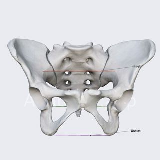 Pelvic inlet, mid pelvis, and pelvic outlet image