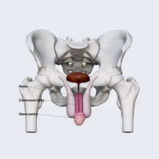 Penis and scrotum image