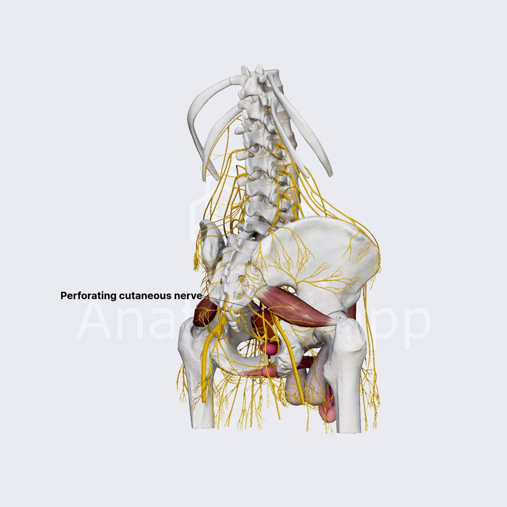 Perforating cutaneous nerve 