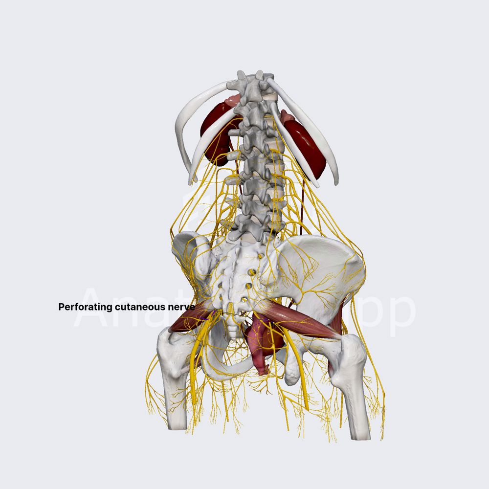 Perforating cutaneous nerve 