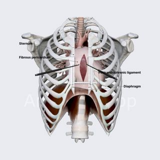 Pericardium image